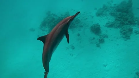 A dolphin playing with camera in the open sea, Underwater shot Video stock 159796757