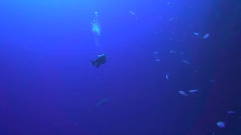 Dolphin playing with diver in Rosa Partida island Video stock 82486642