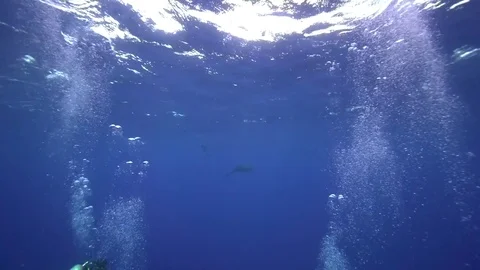 Dolphin playing with divers in Roca Partida island Stock Footage 82960325