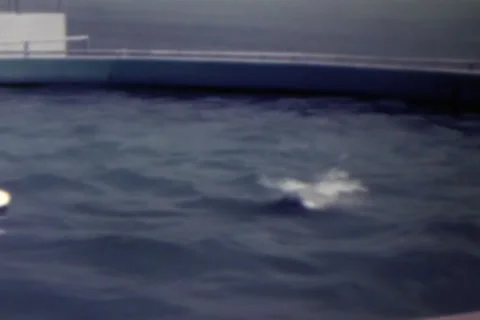 Dolphin Playing Stock Footage 24671241