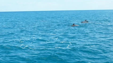 Dolphin Playing Stock Footage