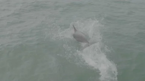 Dolphin playing with a sailboat, Miami Stock Footage 236484386