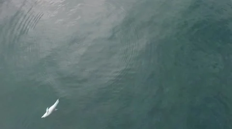 Dolphin Playing in Sea Stock Footage 52706898