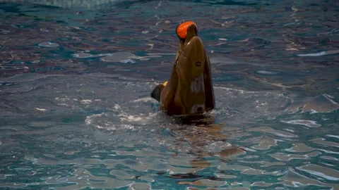 Dolphin playing with a small ball in pool while spinning. Slow motion Stock Footage 161917534