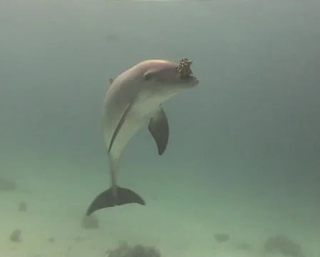 Dolphin playing with soft coral part 2 of 2 Vídeo Stock 1099143