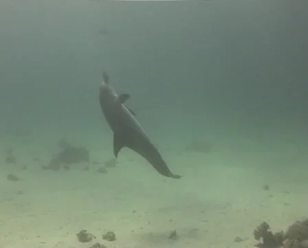 Dolphin playing with softcoral part 1 of 2 Stock Footage 1097948