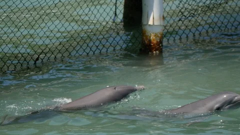 Dolphin playing in water Stock Footage 95490116