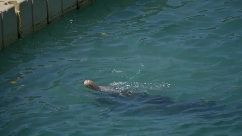 Dolphin playing in water Stock Footage 95490149