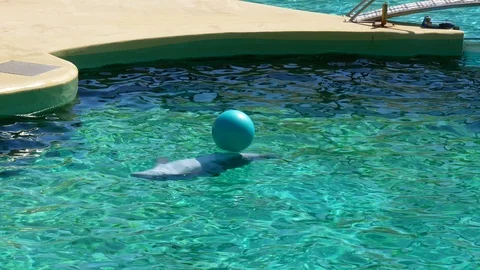 Dolphin plays with ball in a pool Stock Footage 125271800