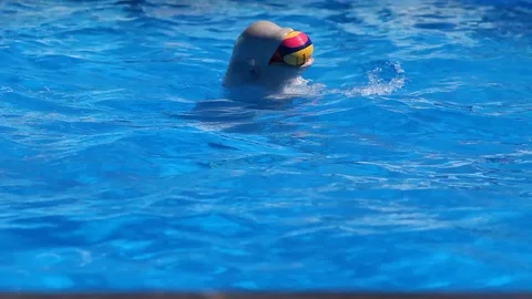 Dolphin plays ball in the pool Stock Footage 125440769