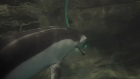 Dolphin plays with cord under ocean Stock Footage 231835755