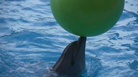 Dolphin plays a large green ball Stock Footage 64631277