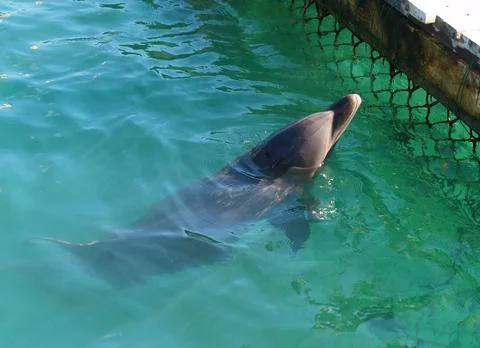 A dolphin plays Foto stock
