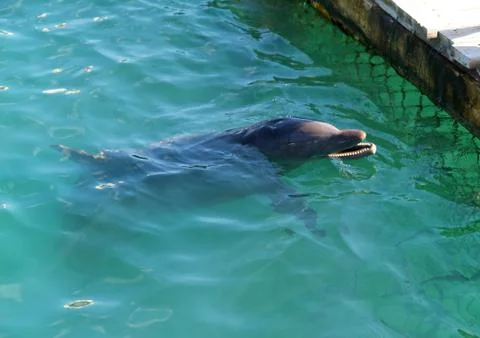 A dolphin plays 스톡 사진
