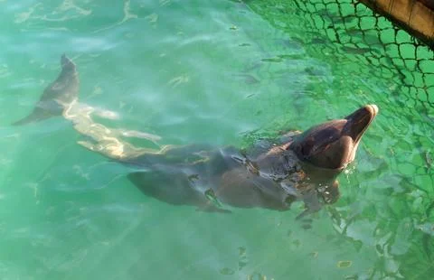 A dolphin plays Foto stock