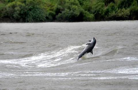 DOLPHIN plays in the surf Stock Photos