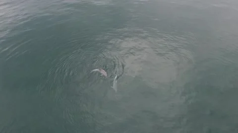 Dolphin Playtime Stock Footage 52706735
