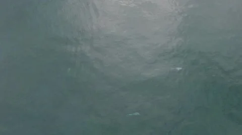 Dolphin Playtime Stock Footage 52706791