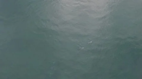 Dolphin Playtime Stock Footage 52706921