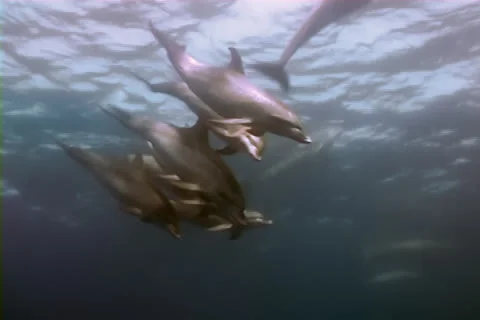 Dolphin pod 1 Stock Footage