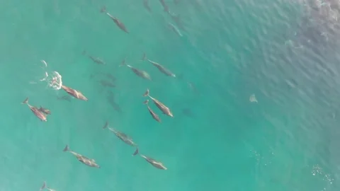 Dolphin Pod and a Vortex of Flying Rays Stock Footage 169617003