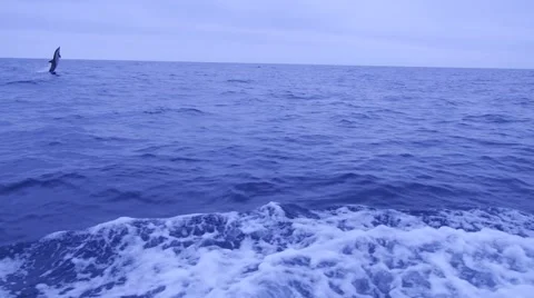 Dolphin Pod Stock Footage 40685573