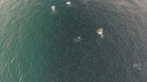 Dolphin Pod Stock Footage 169768354