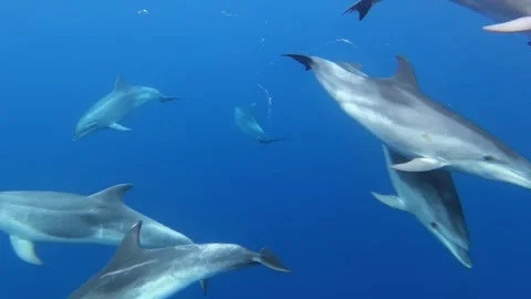 Dolphin pod gliding gracefully through crystal blue ocean with little ones Video stock 298857597