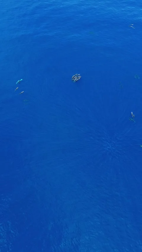 Dolphin pod gradually descending into deeper sea Vídeo Stock 325739769