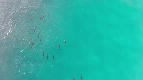 Dolphin Pod from High Stock Footage 169617011