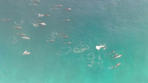 Dolphin Pod from High to a Single Pair Stock Footage 169617000
