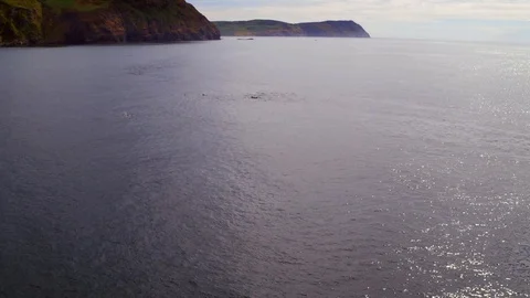 Dolphin pod hunting. High angle drone shot. 4K Stock Footage 93554542