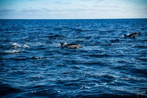 Dolphin pod leaping in ocean 写真素材