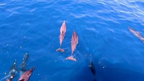 Dolphin Pod Maui Stock Footage 243228059