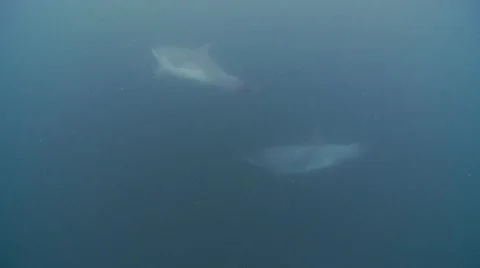 Dolphin pod mid water  Stock Footage 47864066