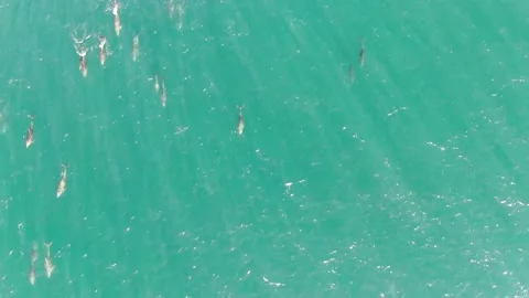 Dolphin Pod with Morning Rainbow Rays Stock Footage 169617084