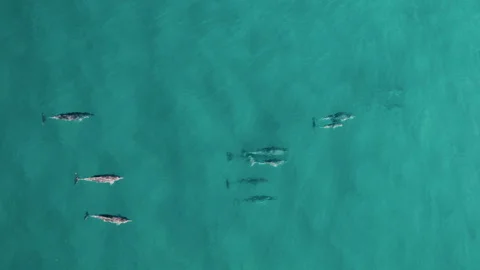 Dolphin Pod Moving Together in Shallow Turquoise Sea, Byron Bay Stock Footage 327374772