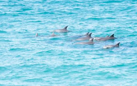 Dolphin Pod Stock Photos