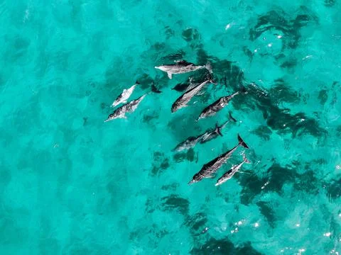 Dolphin Pod Stock-Fotos