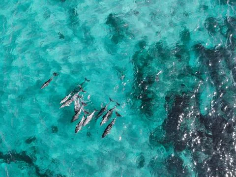 Dolphin Pod Stock-Fotos