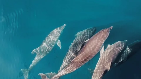 Dolphin pod playing in front of a boat, Greece Stock Footage 120439830