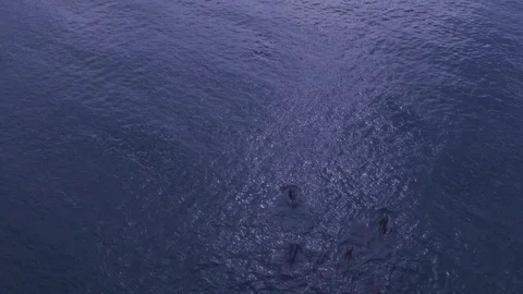 Dolphin pod ranging together. Drone shot. 4K Stock Footage 93559978