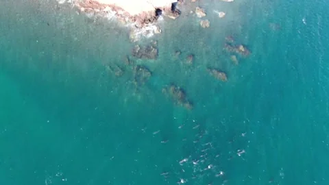 Dolphin Pod off Red Rock Point Stock Footage 169617131