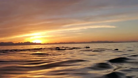Dolphin Pod at Sunset MS Stock Footage 218272326