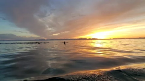 Dolphin Pod at Sunset WS Stock Footage 218272338