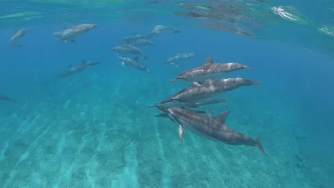 DOLPHIN POD AT SURFACE SWIMS BY WIDE ANGEL LENS Stock Footage 196459610