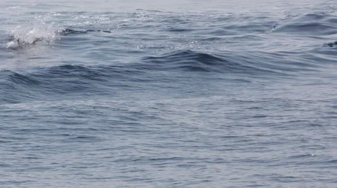 Dolphin pod surfing Video stock 50943552