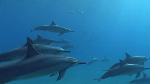 Dolphin pod swimming deep left to right with sunlight rays shining down. Stock Footage 195498386