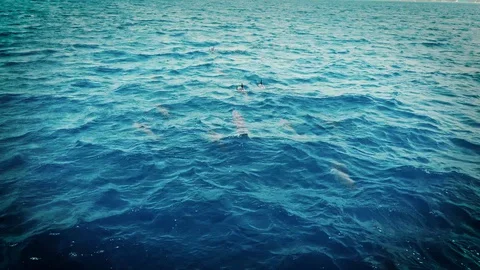 Dolphin pod swimming Stock Footage 130094082