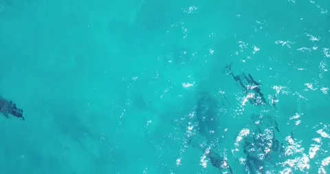 Dolphin Pod Swimming Stock Footage 292949924